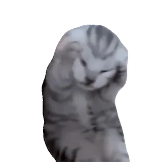 😫 cat, dancing, funny, animal, meme telegram sticker
