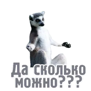 😩 Да сколько можно???? lemure, divertente, russo, domanda, adesivo, animale telegram sticker