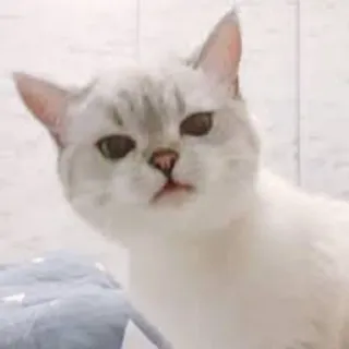 😡 kat, huisdier, dier, schattig, huiskat, witte kat telegram sticker