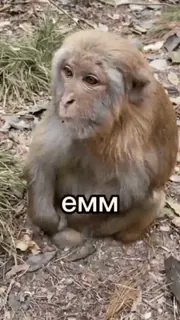😭 EMM ลิง, สัตว์, สัตว์เลี้ยงลูกด้วยนม, ธรรมชาติ, สัตว์ป่า telegram sticker