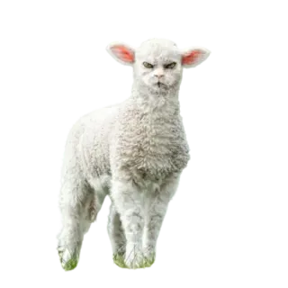 😡 lamb, animal, sheep, cute, angry, funny telegram sticker