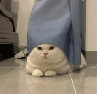 💓 кот, милый, белый кот, смешной, прячется, домашнее животное, пушистый whatsapp sticker