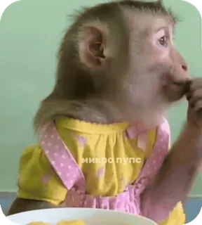 🪸 микропупс monyet, makan, berpakaian, lucu, hewan telegram sticker