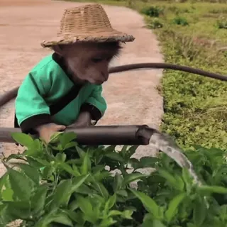 🏡 monkey, animal, watering plants, nature, hat, garden telegram sticker