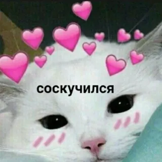 🥺 соскучился 猫, かわいい, 愛, ハート, ロマンチック telegram sticker