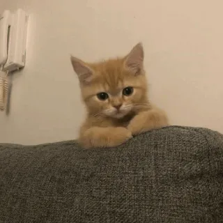💓 котёнок, кот, милый, домашнее животное, животное, рыжий кот, домашнее животное, кошачий whatsapp sticker