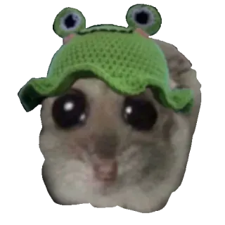 🐸 Sad Hamster sad hamster, frog hat, crochet hat, meme, cute animal, emotional, funny telegram sticker