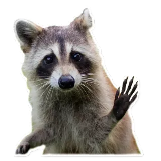 👋 raccoon, animal, mammal, cute, wildlife telegram sticker