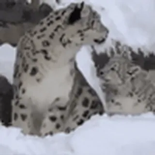 🤩