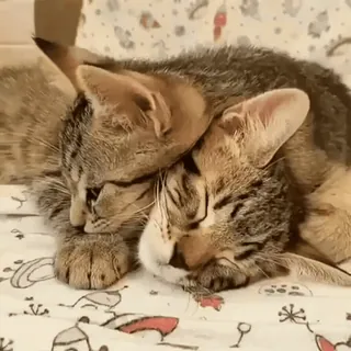 🥰 chats, chatons, dormir, animaux, mignon, animaux domestiques, chats tigrés telegram sticker