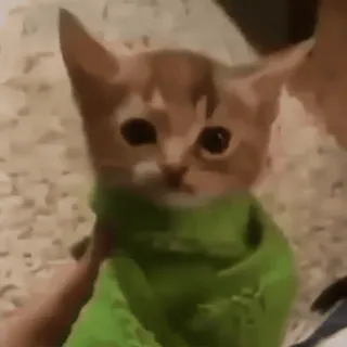 😳 кот, котенок, питомец, животное, милый, шарф whatsapp sticker