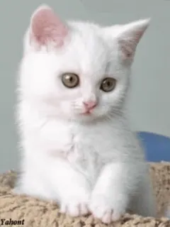 😫 Yahont кот, котенок, белый кот, животное, милый, домашнее животное whatsapp sticker