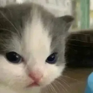 😠 Katze, Kätzchen, Tier, Haustier, süß, Katzenartig telegram sticker