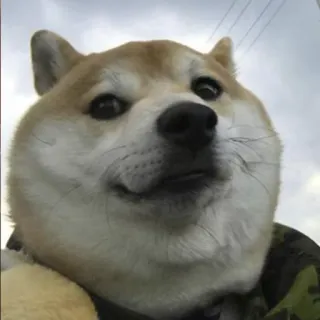 🐕 doge, hund, shiba inu, tier, meme, haustier telegram sticker