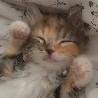 🥺 gattino, gatto, dormire, carino, animale, animale domestico telegram sticker