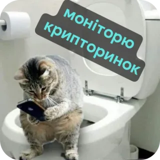 🐱 моніторю криторинок telegram sticker
