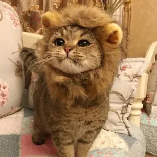 😐 猫, ライオン, 動物, ペット, かわいい, ネコ科, コスチューム telegram sticker