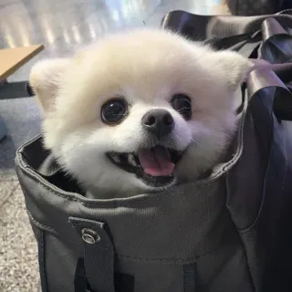🐶 perro, cachorro, pomerania, lindo, animal, mascota, perro en bolsa telegram sticker