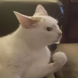 😠 猫, 動物, ペット, ペット, 白猫, ネコ科 telegram sticker