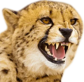 👺 cheetah, animal, mammal, wildlife, feline, big cat, predator, wild animal whatsapp sticker