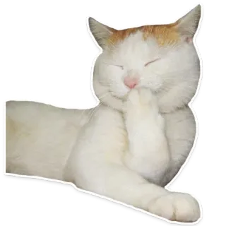 🐱 gato, pegatina, pensando, lindo, animal, mascota, gato blanco telegram sticker
