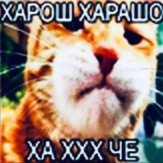 😎 ХАРОШ ХАРАШО
ХА ХХХ ЧЕ 고양이, 밈, 웃긴, 러시아어, 텍스트, 동물 telegram sticker