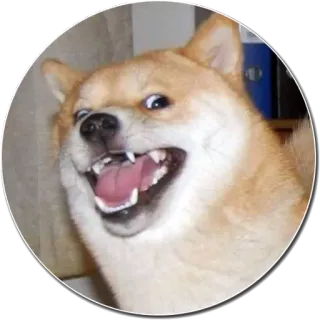 😏 Doge chien, shiba inu, mème, drôle, animal, animal de compagnie whatsapp sticker