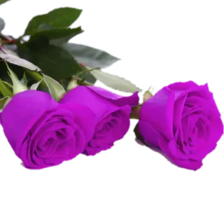 💐 роза, цветок, фиолетовый, цветы, растение, цветение telegram sticker