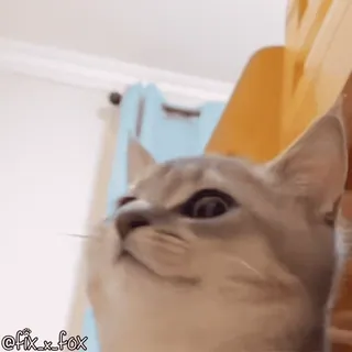 😈 @fix_x_fox Katze, Kätzchen, Tier, süß, Haustier whatsapp sticker