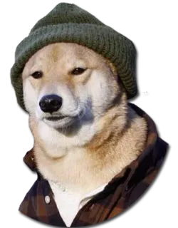 🐶 doge, dog, meme, hat, shiba inu telegram sticker