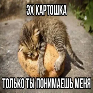 ☹️ ЭХ КАРТОШКА
ТОЛЬКО ТЫ ПОНИМАЕШЬ МЕНЯ mèo, khoai tây, mèo con, tiếng Nga, meme, động vật telegram sticker