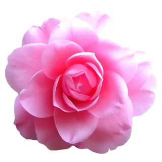 🌻 цветок, розовый, природа, растение, цветочный, цветение telegram sticker