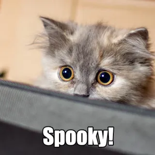 👀 Spooky! gato, gatito, tenebroso, mono, animal, Halloween telegram sticker