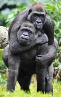 ❤️ Gorilla, Animali, Fauna selvatica, Scimmie, Natura, Primate, Mammifero telegram sticker