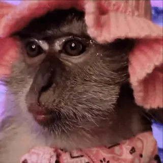 😝 monkey, animal, hat, cute telegram sticker