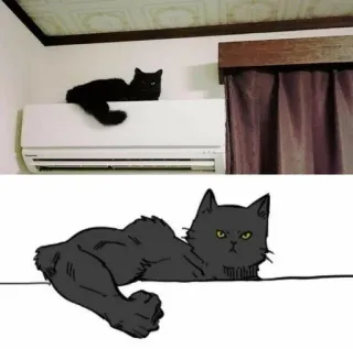 😾 Katze, Tier, Haustier, lustig, muskulös, durchtrainiert, Meme whatsapp sticker