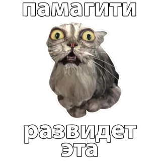 😱 памагити развидет эTa cat, meme, funny, animal whatsapp sticker