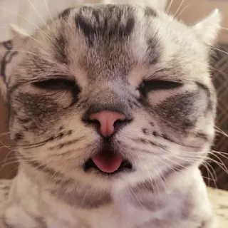 💘 кот, милый, животное, питомец, смешной, сонный telegram sticker