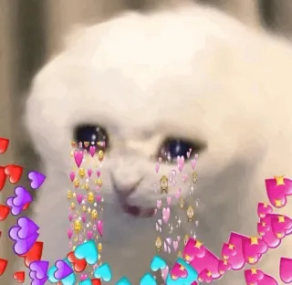 🍥 gato, chorando, corações, emocional, fofo, meme telegram sticker