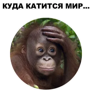 😱 КУДА КАТИТСЯ МИР... Orang-outan, singe, singe, confus, interrogatif, russe, Où va le monde ? whatsapp sticker