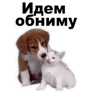 😃 Идем обниму 강아지, 고양이, 포옹, 귀여운, 동물, 우정 telegram sticker