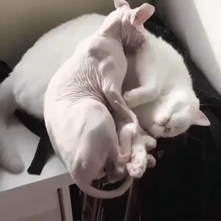 😽 кот, сфинкс, милый, животные, спать whatsapp sticker
