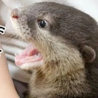 🐾 loutre, animal, mammifère, mignon, faune sauvage, nature whatsapp sticker