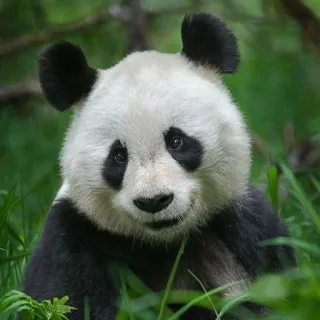 🐼 Panda, Animal, Mammifère, Faune, Nature, Ours whatsapp sticker
