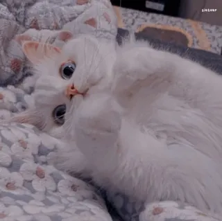🐱 고양이, 흰 고양이, 귀여운, 동물, 애완 동물, 반려동물 telegram sticker