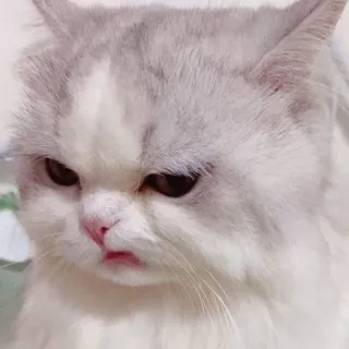 🌟 chat, animal, animal de compagnie, mignon, félin, en colère, grincheux whatsapp sticker
