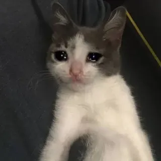 🍥 gato, triste, chorando, meme, animal, animal de estimação telegram sticker