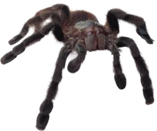 🕷 spin, vogelspin, spinachtige, dier, insect, natuur, wilde dieren telegram sticker