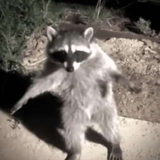 🙈 mapache, animal, fauna, mamífero, gracioso, bailando whatsapp sticker
