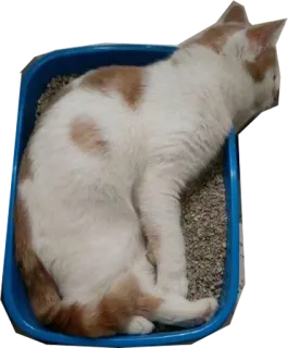 Halp telegram stickers